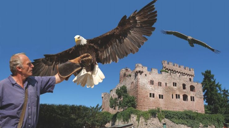 volerie des aigles - chateau de kintzheim