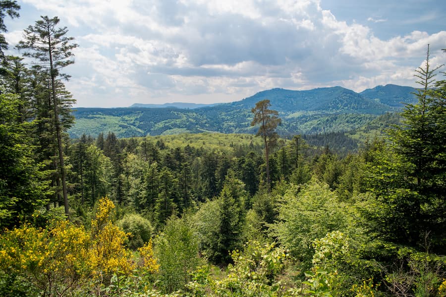 paysage proche musee mille et unes racines - camping vosges belle hutte