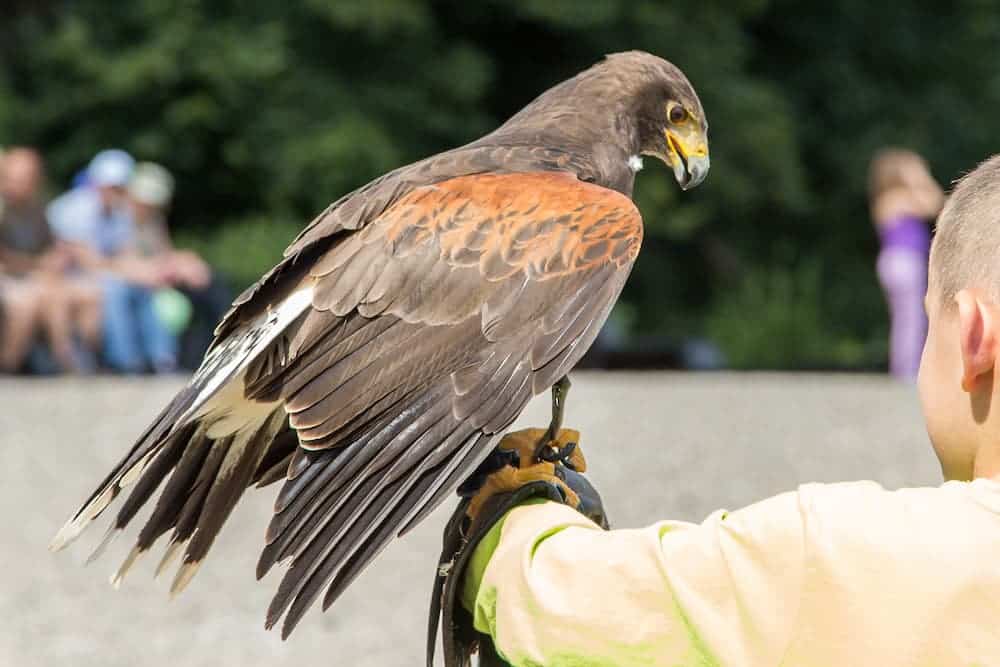 rapace sur bras enfant - volerie des aigles proche camping vosges