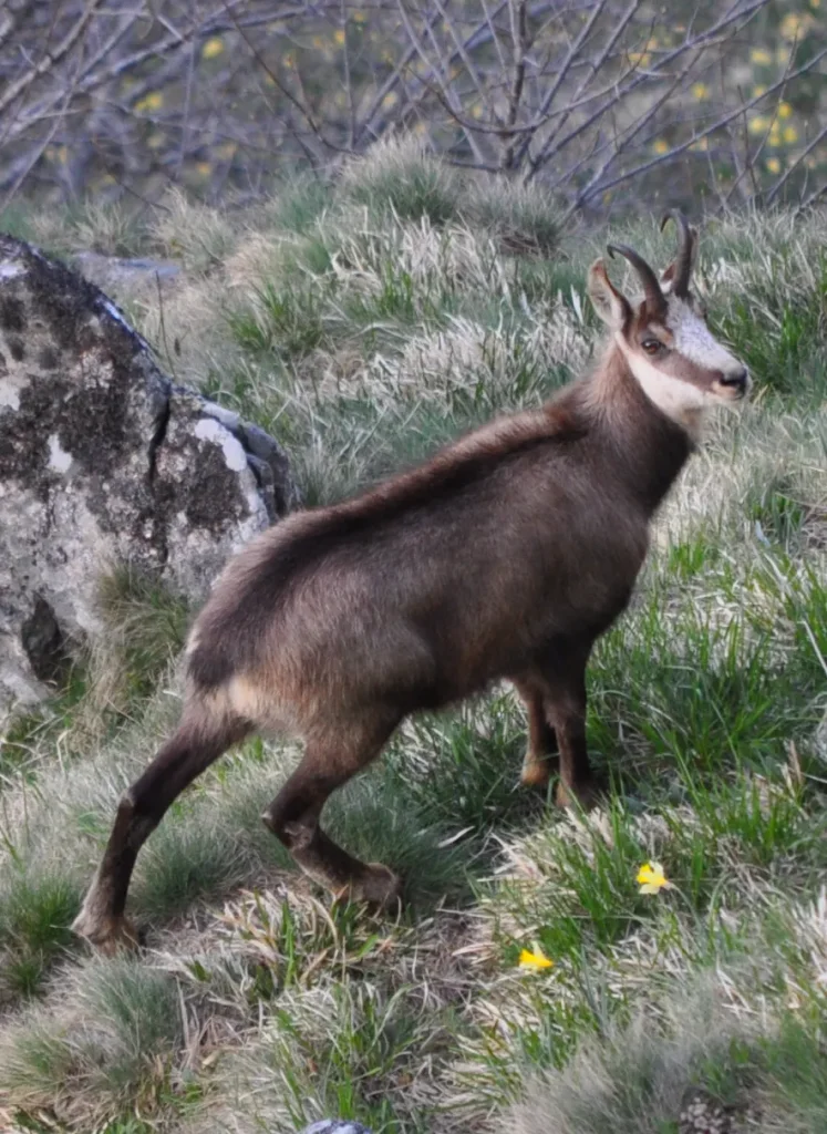 Faune des Vosges - Camping dans les Vosges de Belle Hutte