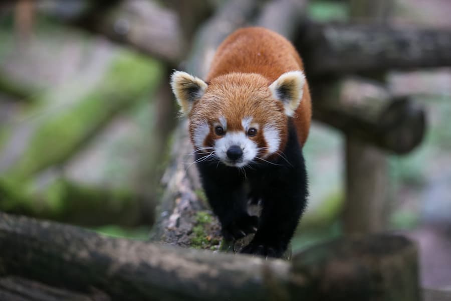 Rode panda in het wildpark Sainte-Croix - Camping Belle Hutte