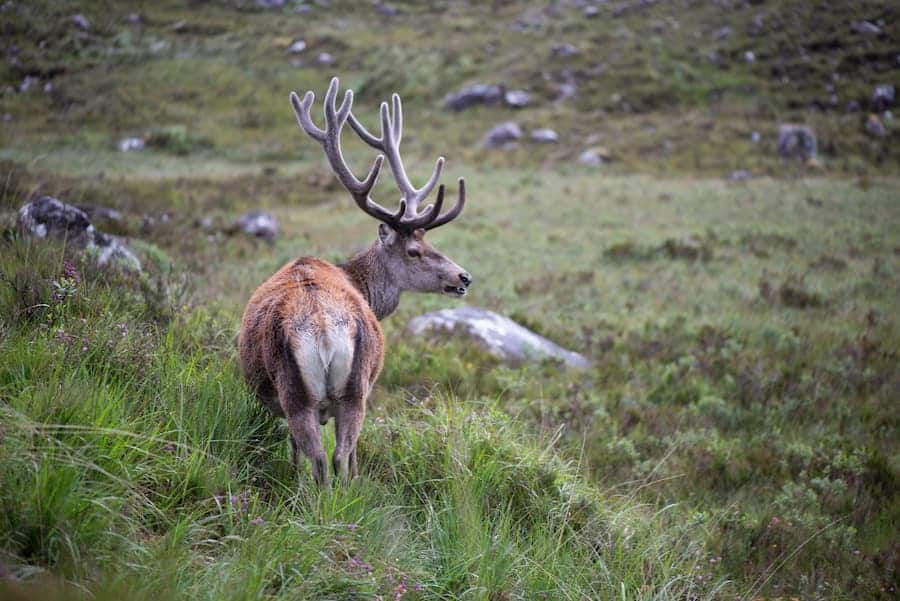 Ferme aux Rennes l'été proche La Bresse